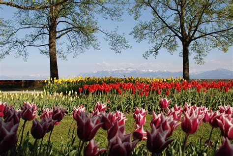 morges tulpen|The Stunning & Colourful Annual Tulip Festival in。